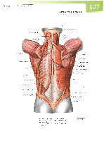 Sobotta  Atlas of Human Anatomy  Trunk, Viscera,Lower Limb Volume2 2006, page 34